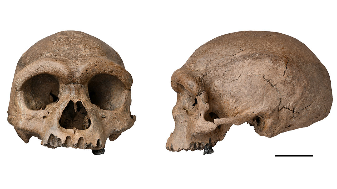 Da li je otkrivena nova ljudska vrsta Homo longi „čovek zmaj”?