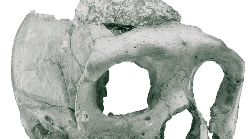 I neandertalci patili od istih bolesti kao i mi: tumor kostiju pronađen kod neandertalca iz Krapine