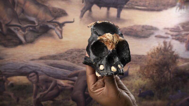 Otkriveni su prvi ostaci deteta Homo naledi u južnoj Africi
