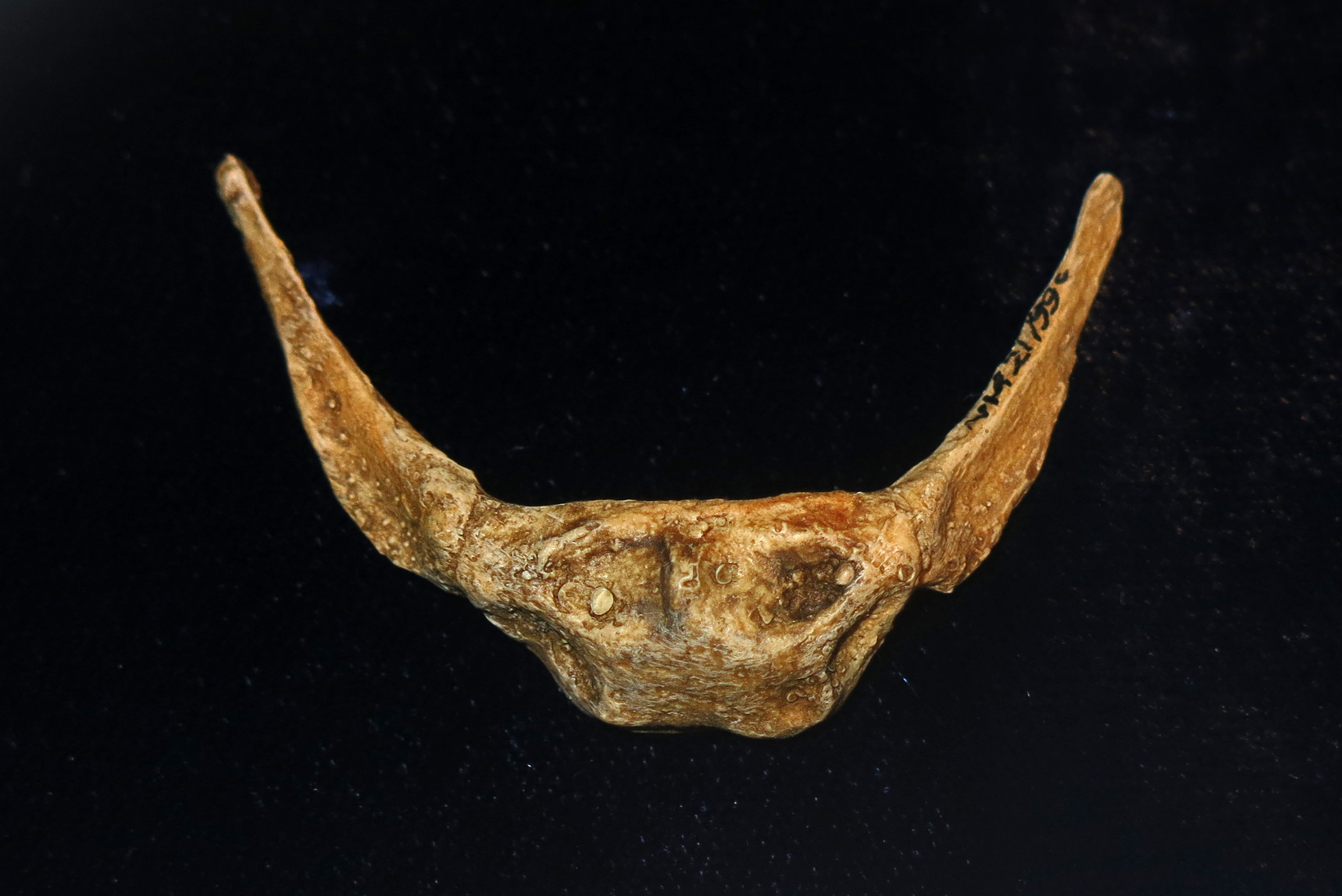 Neandertalci su imali sposobnost govora-otkriće i analiza hioidne kosti je to potvrdila