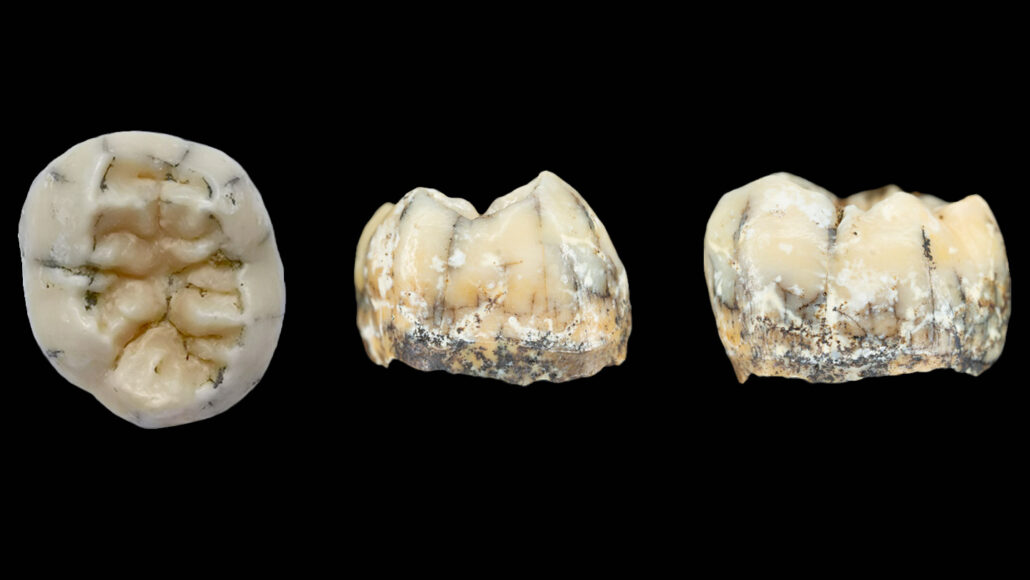 Istraživači su otkrili fosilizovani zub izumrle ljudske vrste denisovac