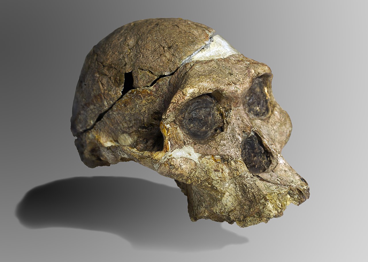 Fosil australopitekusa iz Južne Afrike stariji je milion godina nego što se ranije mislilo, pa čak stariji i od čuvene “Lusi”
