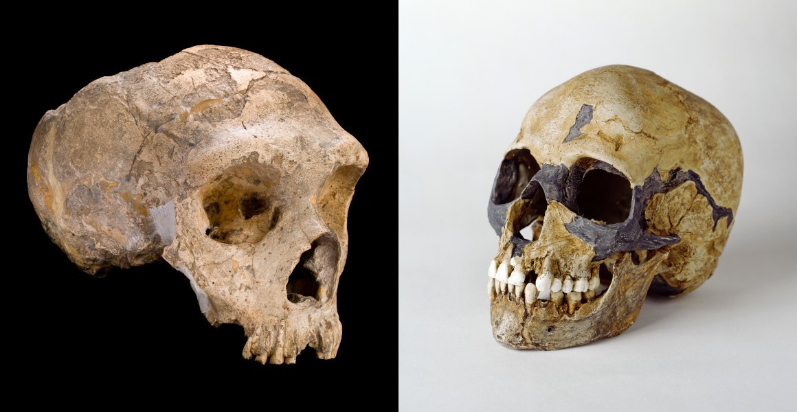 Izumiranje neandertalaca je možda posledica seksa sa Homo sapiensom