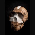 Homo naledi (© Wits University)