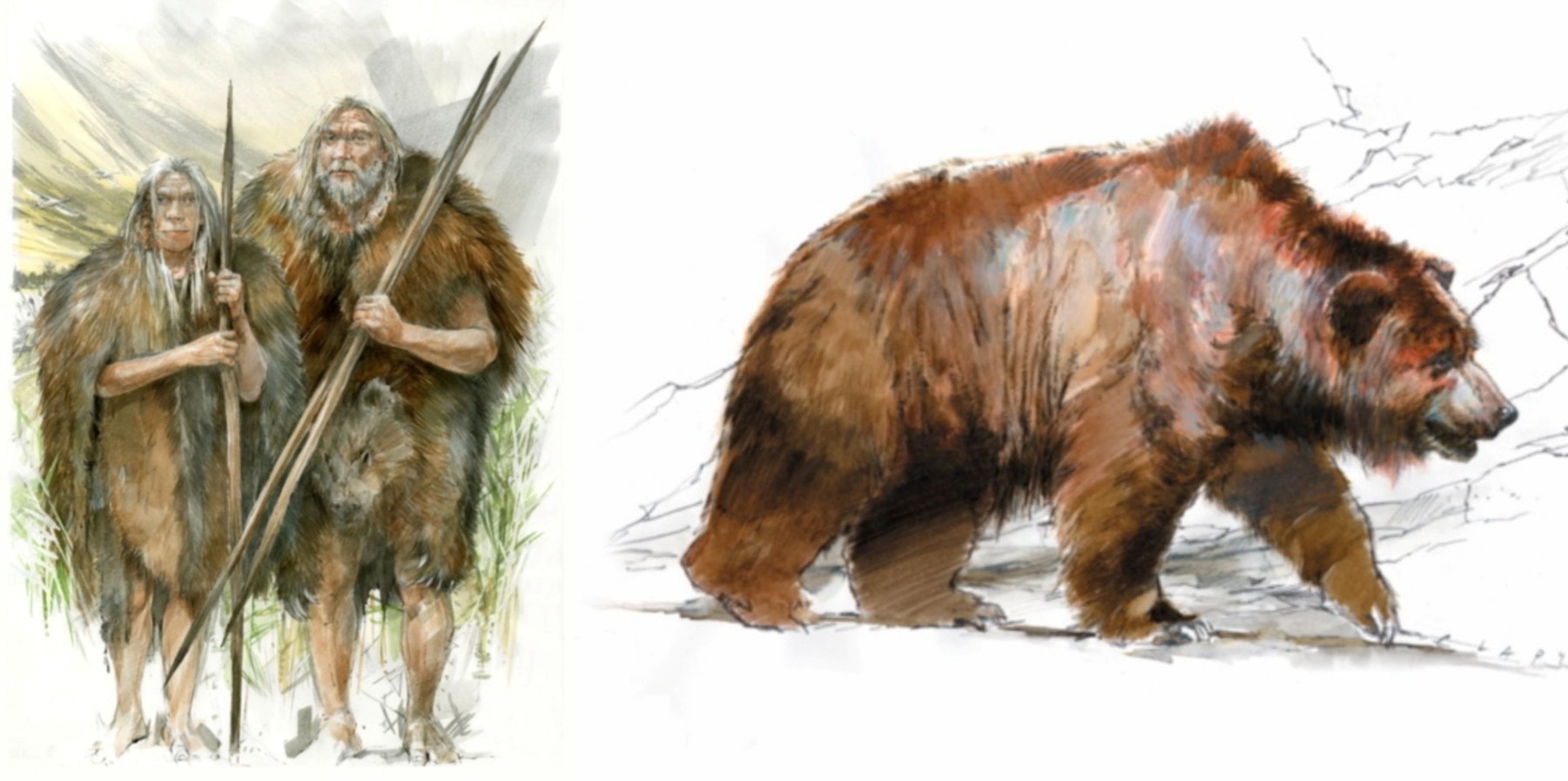 Čovek nosi krzno medveda već 300.000 godina
