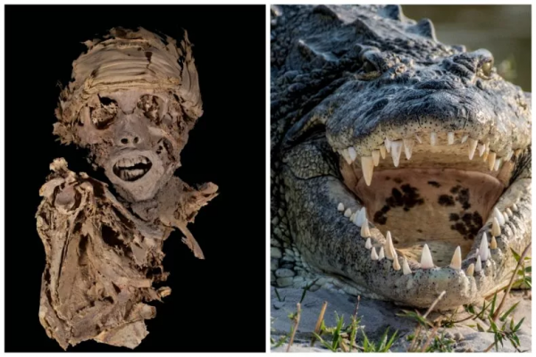 Pronađene glave krokodila u egipatskoj grobnici