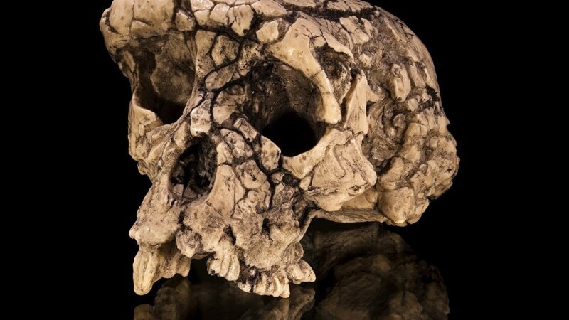 Ljudski predak hodao na dve noge pre 7 miliona godina