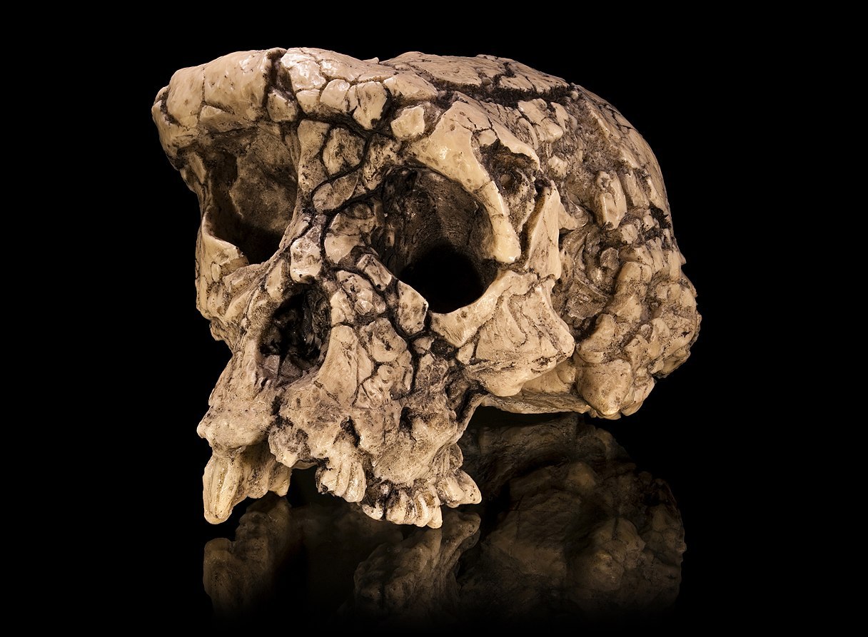 Ljudski predak hodao na dve noge pre 7 miliona godina