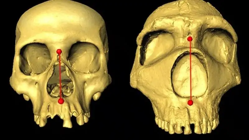 Za oblik nosa možemo da okrivimo neandertalce
