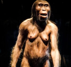 Lusi - Australopithecus Afarensis