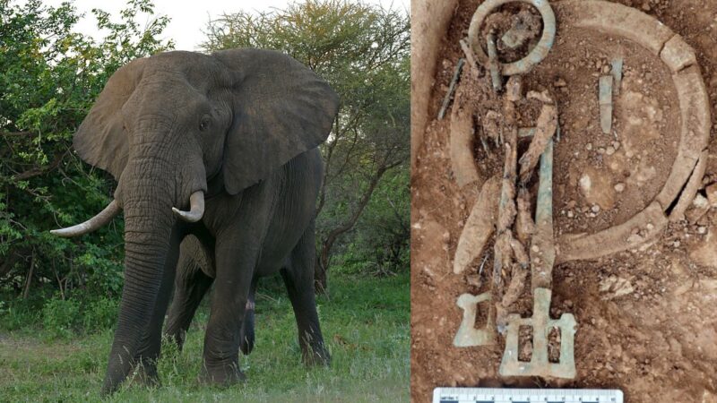 Prstenovi od slonovače pronađeni u elitnim sahranama. Za šta su služili?