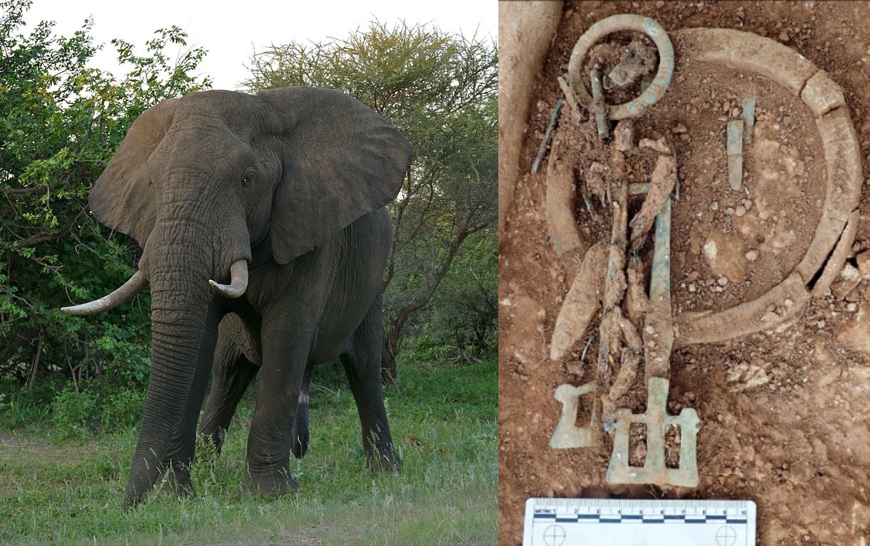 Prstenovi od slonovače pronađeni u elitnim sahranama. Za šta su služili?