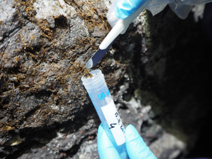 Naučnici analizirali 3.000 stare crevne parazite rudara iz rudnika soli u Halštatu