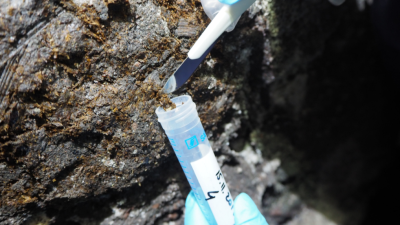 Naučnici analizirali 3.000 stare crevne parazite rudara iz rudnika soli u Halštatu