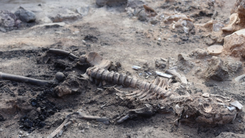Nesvakidašnje otkriće arheologa: pronađeni ostaci mozga i kože u naselju iz bronzanog doba