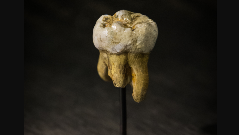 Naučnici otkrili DNK virusa na mlečnim zubima starosti 31.600 godina sačuvanim u permafrostu