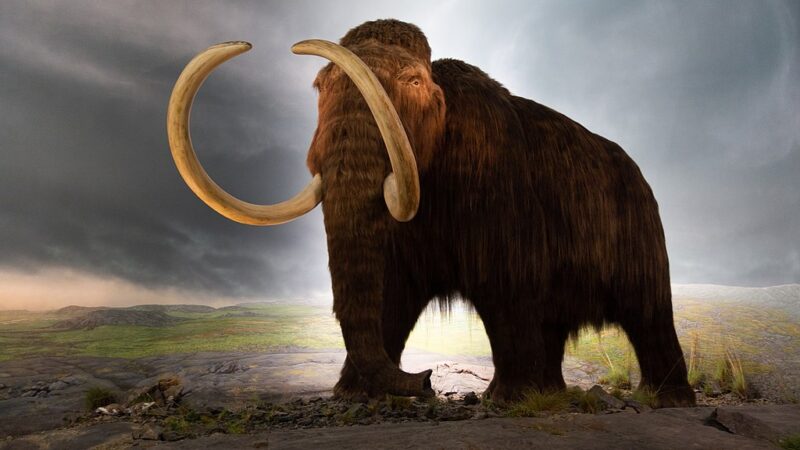 Misteriozna građevina izgrađena od 60 mamuta iz ledenog doba zbunila je arheologe