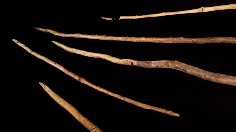 Najstarija koplja na svetu: analize pokazale 300.000 godina stare tehnike obrade drveta