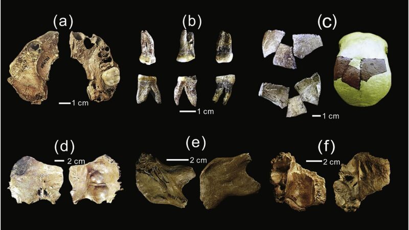 Naučnici otkrili novu ljudsku vrstu – Homo juluensis?