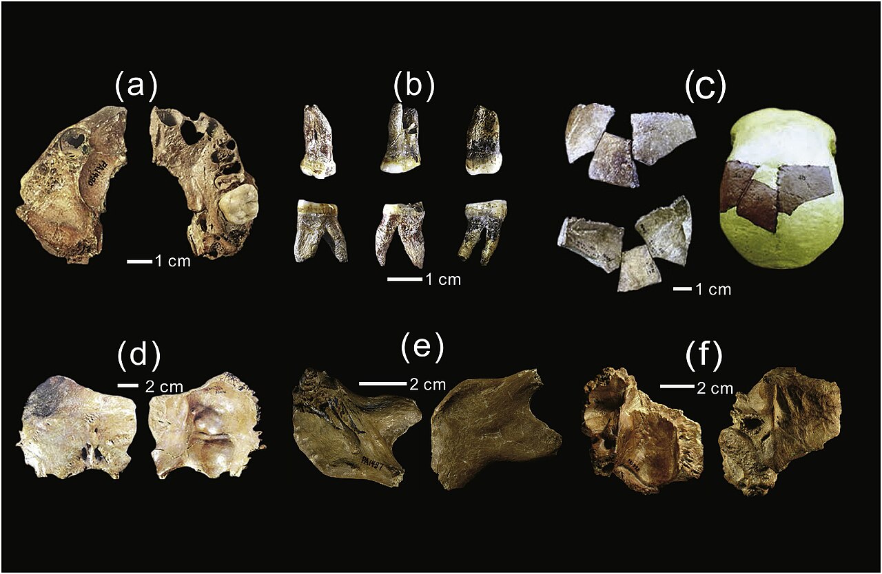 Naučnici otkrili novu ljudsku vrstu – Homo juluensis?