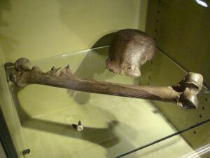 fosilni ostaci homo erectusa