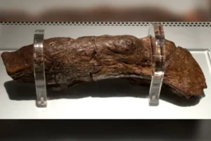 vikinški koprolit izložen u muzeju Jorvik