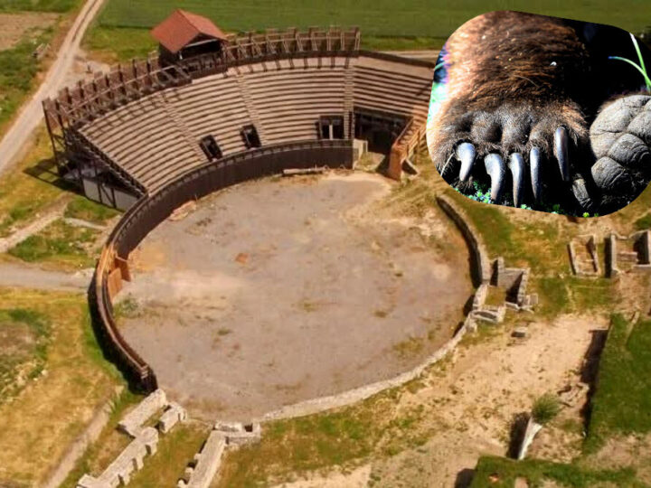 Mrki medved iz Viminacijuma: Kako su životinje učestvovale u rimskim arenama?