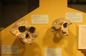 Fosilni ostaci P. boisei-a