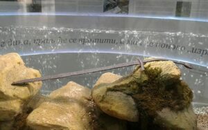 Srednjovekovni mač izvučen iz reke Vrbas