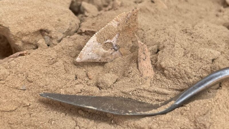 Neolitske zajednice Arabije lovile ajkule pre 7.000 godina