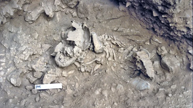 Brži rast nego kod savremenih beba: kako su odrastali neandertalci?